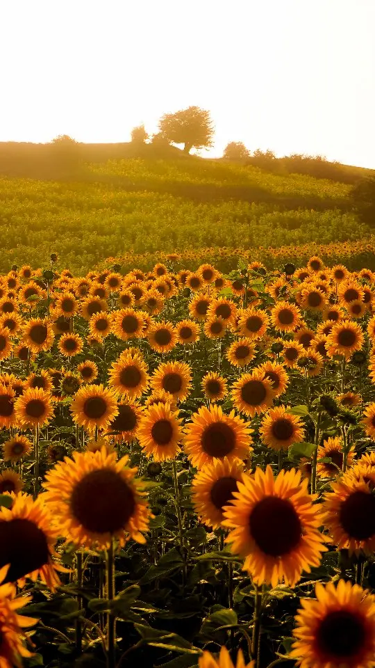 Shahroud - Iran - SUNFLOWERS